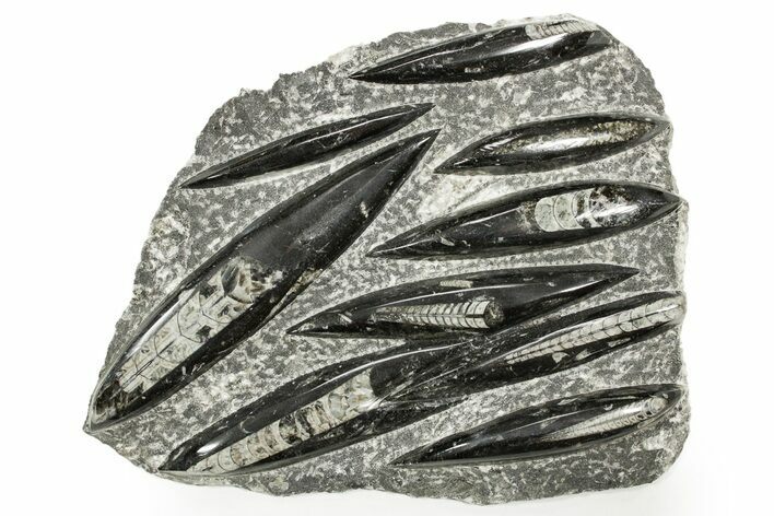 Polished Fossil Orthoceras (Cephalopod) Plate - Morocco #359681